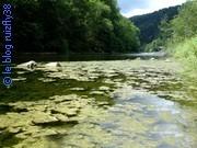 Eutrophisation sur la rivière Doubs Vignette