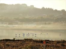 lagunes de Gien - oiseaux